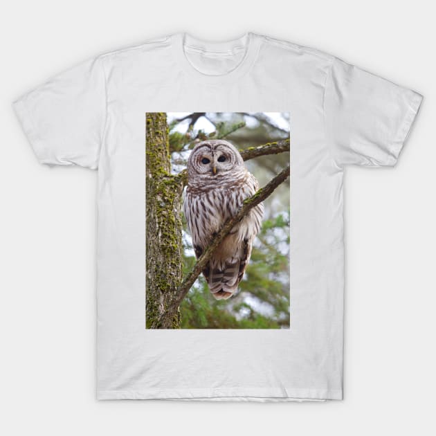 Who, Who, Who cooks for you? Barred Owl T-Shirt by Jim Cumming